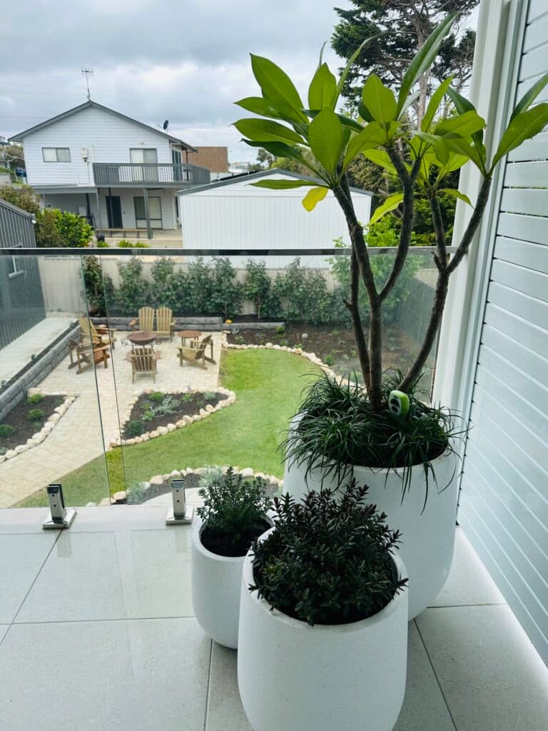 Feature planting and clean edging in a redesigned Adelaide garden