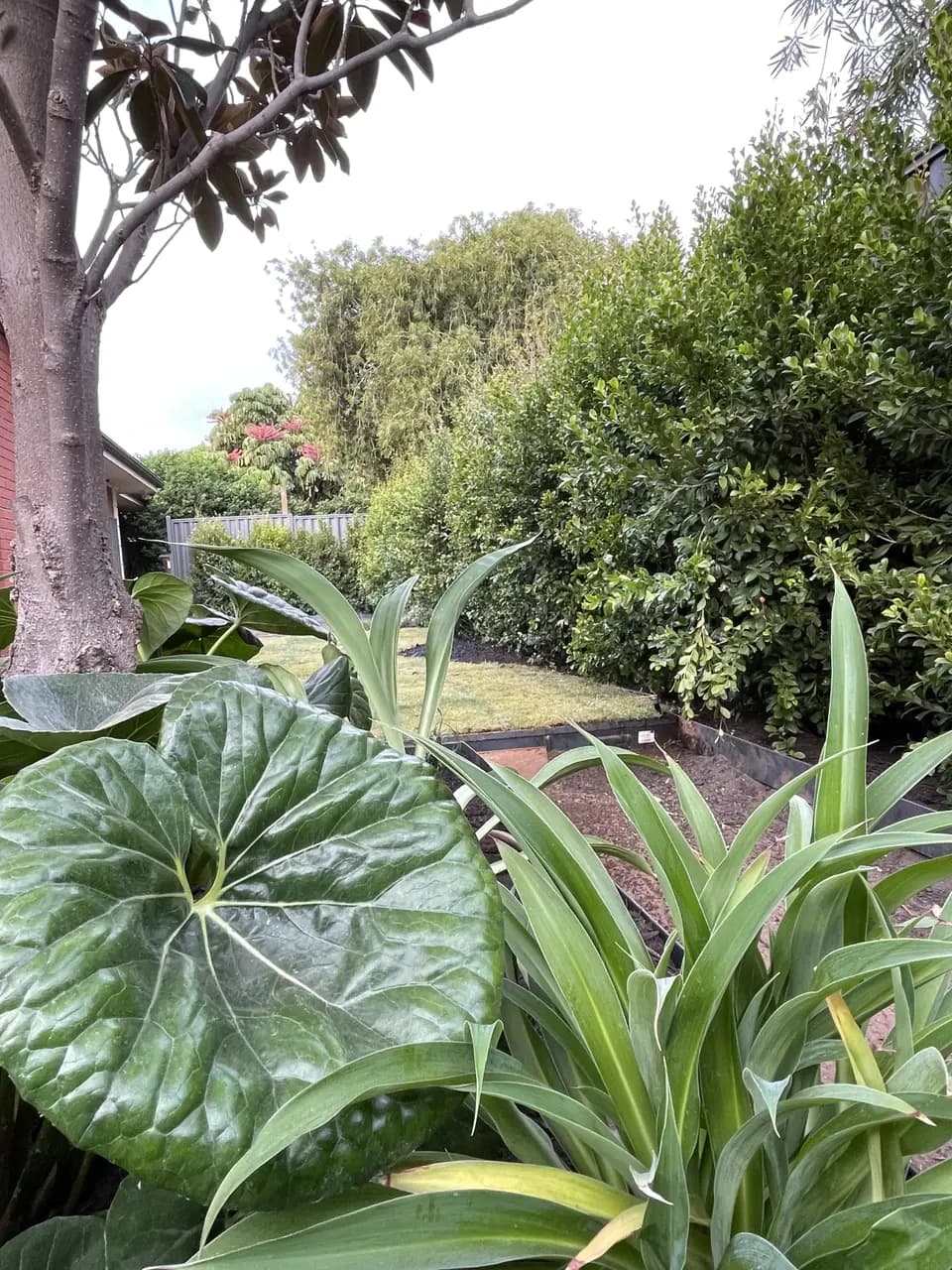 After: complete yard redesign in Albert Park, Adelaide