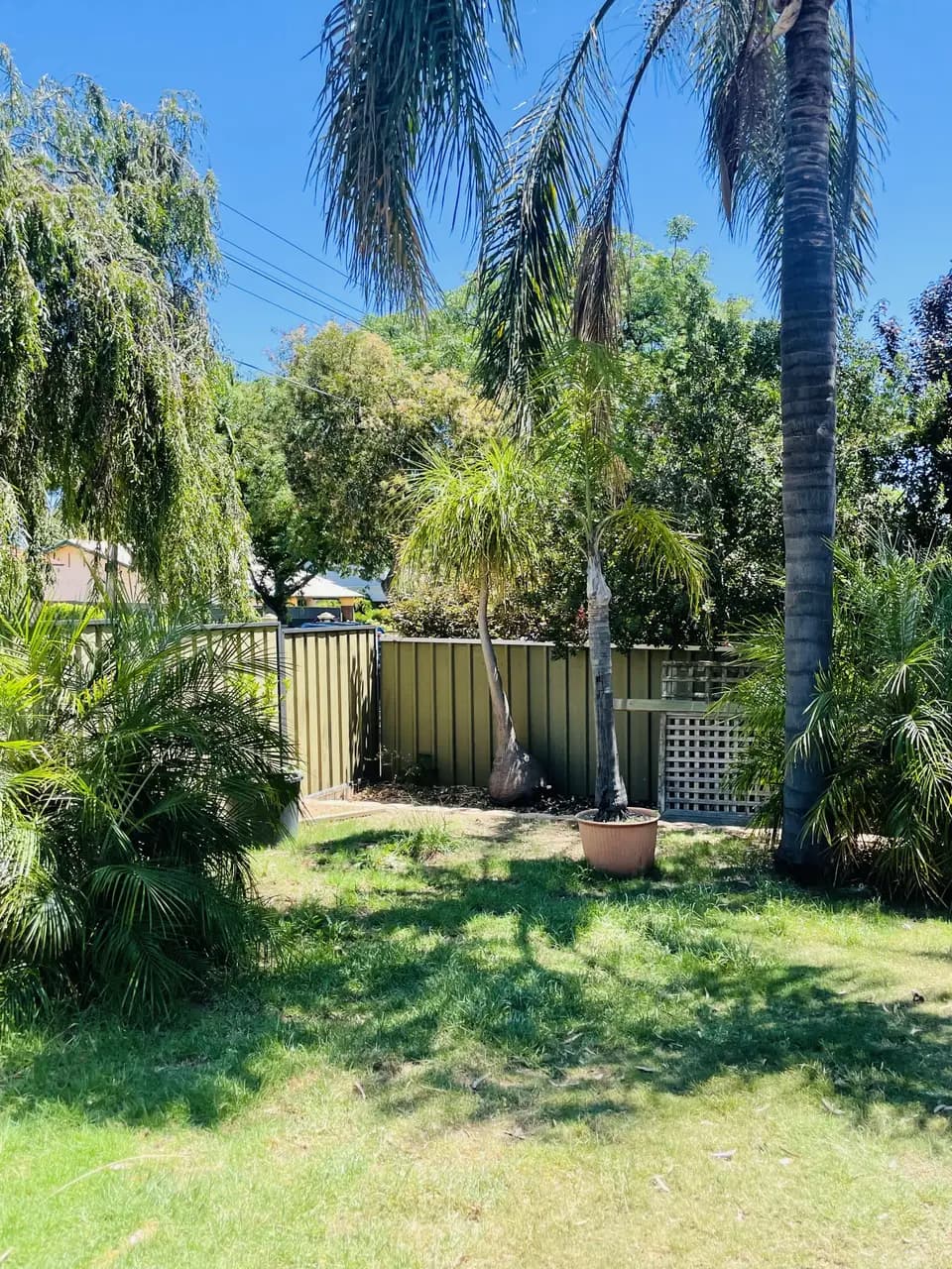 Before: a garden in Prospect, Adelaide