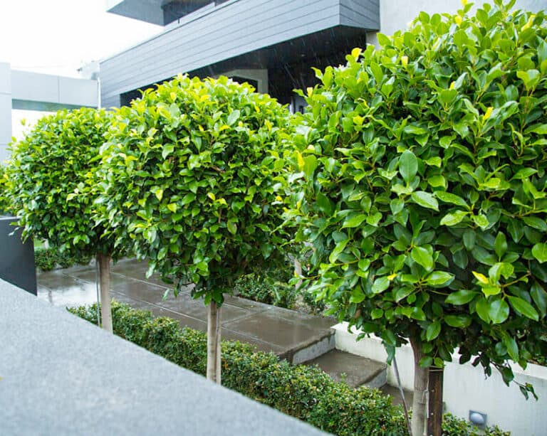 A mature standard tree sourced for a new-build Adelaide garden