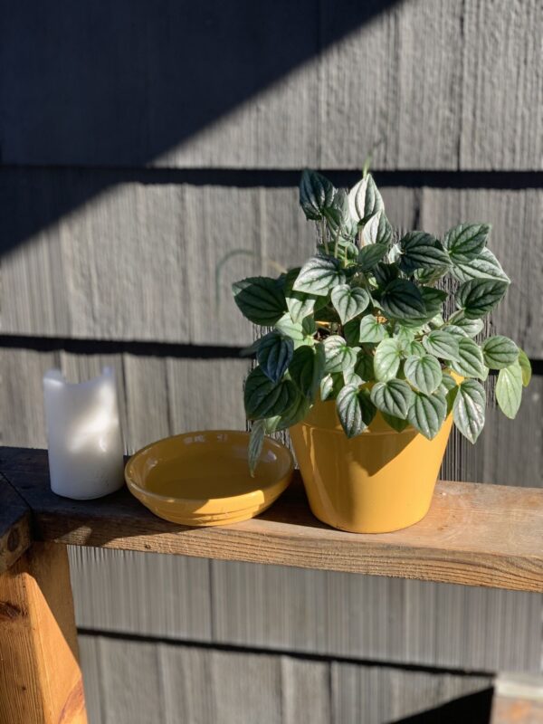 Peperomia Silver Ripple