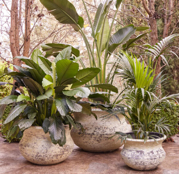 Triton Belly Pot