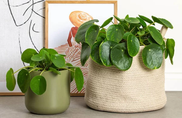 Chinese Money Plant