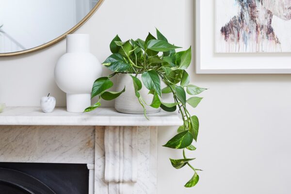 Devil's Ivy