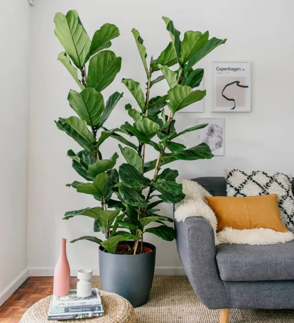 Fiddle Leaf Fig