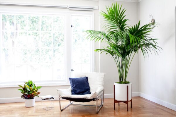 Kentia Palm