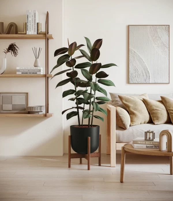 Rubber Plant
