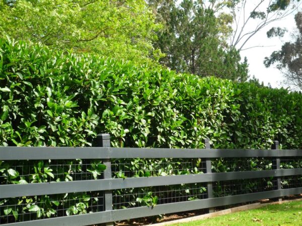Viburnum