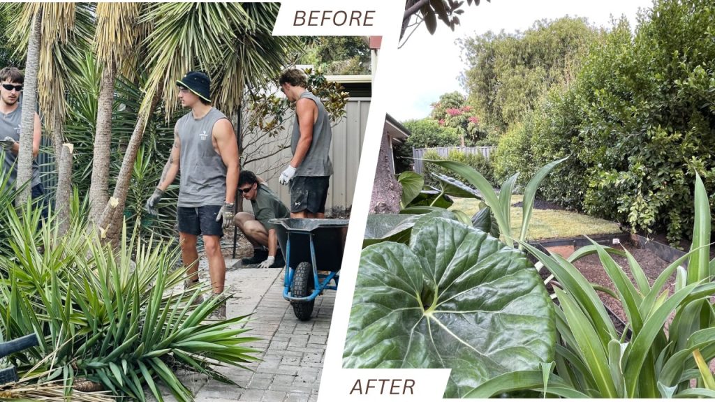 Split before/after collage of a yard renovation: left side shows workers removing plants and a wheelbarrow; right side shows a tidy, lush garden with trimmed hedges and large leaves.