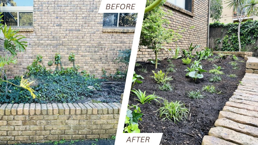 Split before-and-after garden: left shows a brick wall with overgrown ivy; right shows a mulched bed with new plants and stone edging, after renovation